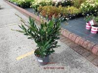 Prunus laur.  Otto Luyken  / C3.5