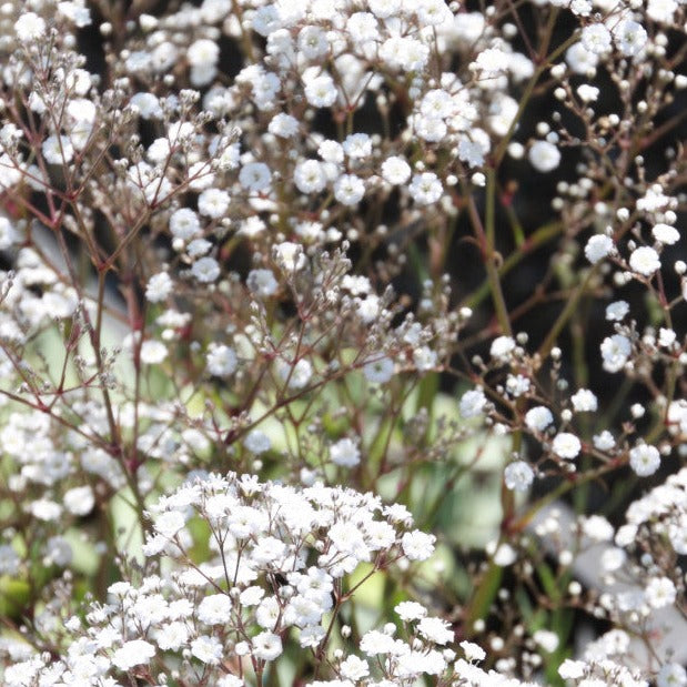 Gypsophilia Summer Sparkles - Herbaceous - Windyridge Garden Centre