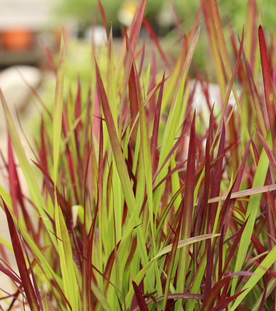 Imperata Cylindrica Red Baron - Herbaceous - Windyridge Garden Centre