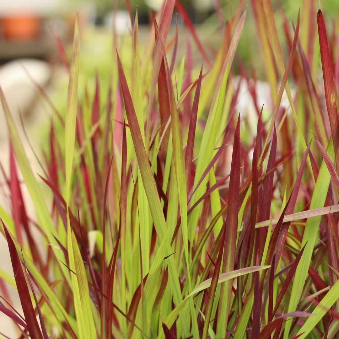 Imperata Red Baron