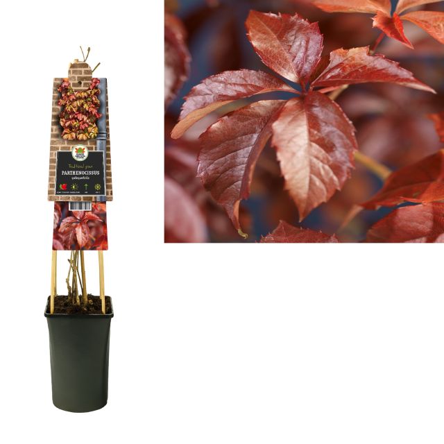Parthenocissus Quinquefolia  2 Ltr 4 Canes - Climbers - Windyridge Garden Centre