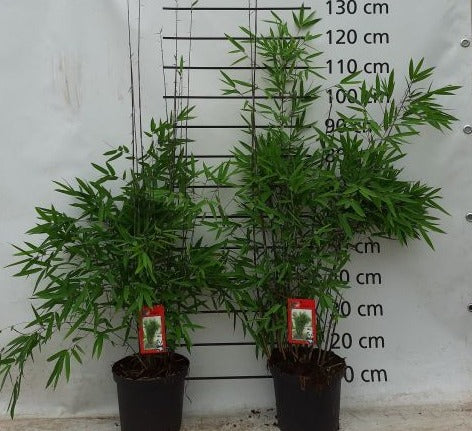 Fargesia Nitida Black Pearl - Hedging - Windyridge Garden Centre