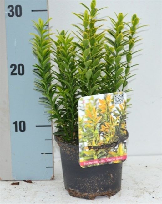 Euonymus jap.Microphyl.Aureo Gold