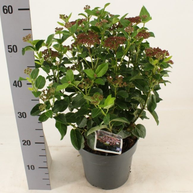 Viburnum Tinus Lisarose  5 Ltr Pot - Shrubs - Windyridge Garden Centre