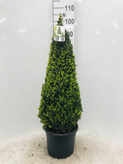 Buxus semp Pyramid 70-80cm