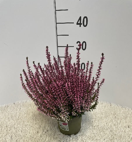 Calluna vulg. Garden Girls pink  P12