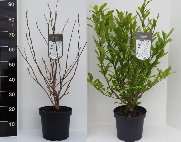 Magnolia Stellata - Shrubs - Windyridge Garden Centre