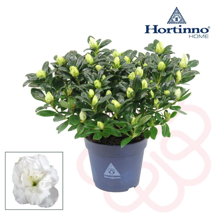 Azalea Hortinno Christine mix