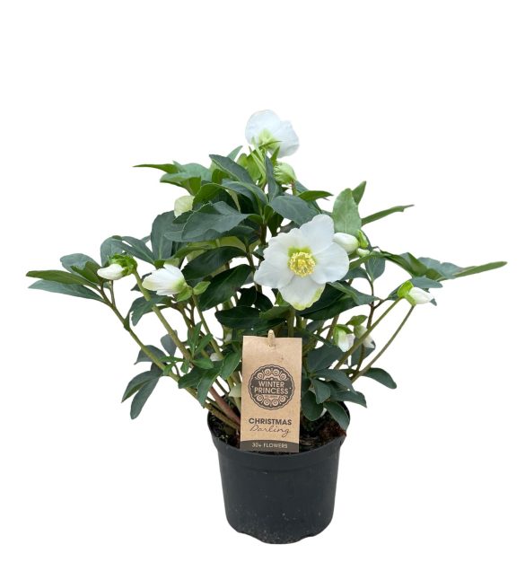 Helleborus Christmas Darling  P15