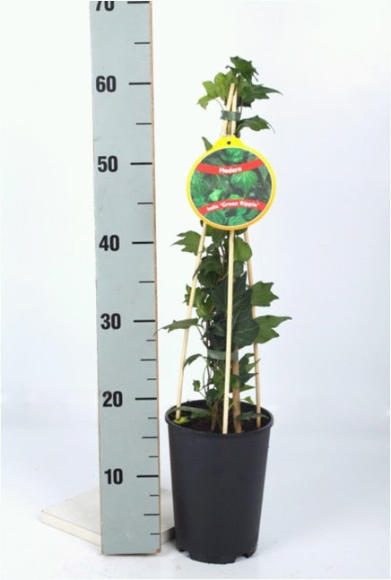 Hedera Hel. Green Ripple / 2 Ltr, 4 Canes - Climbers - Windyridge Garden Centre