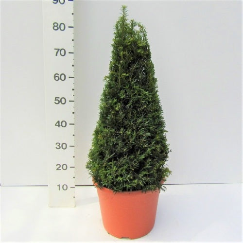 Taxus baccata cone 60cm -80cm