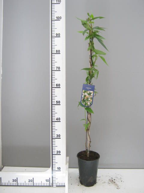 Lonicera Henryi