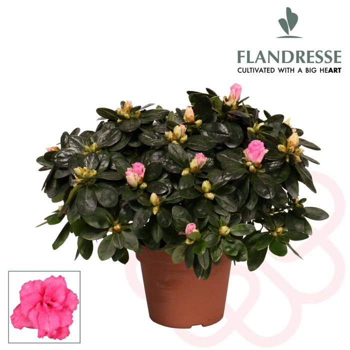 Azalea Simsii Pink  P14 - Indoor Plants - Windyridge Garden Centre