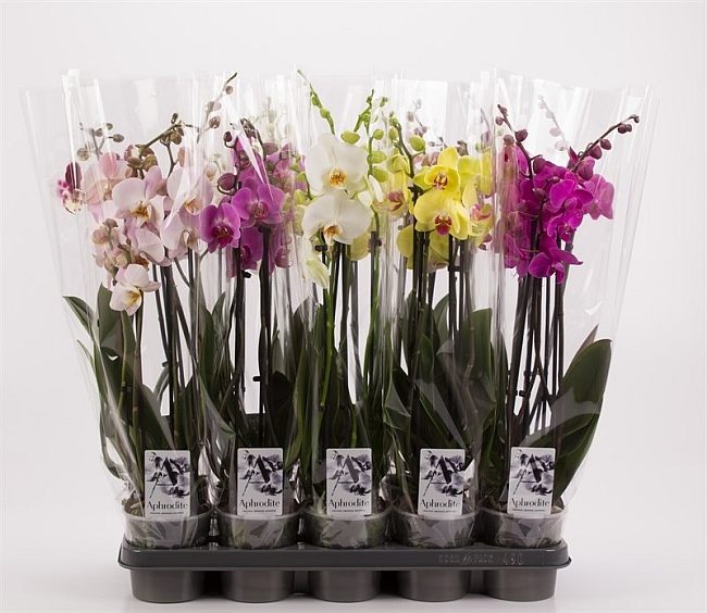 Orchid-Phalaenopsis-Mix-Potted