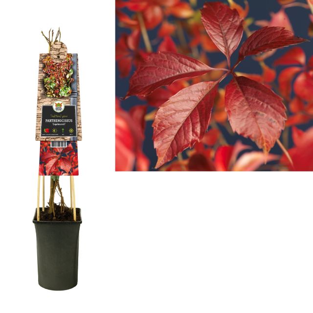 Parthenocissus Quinquefolia Engelmannii  2 Ltr, Single Cane - Climbers - Windyridge Garden Centre