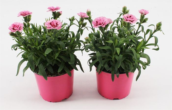 Dianthus car. Oscar Pink & Purple  P12