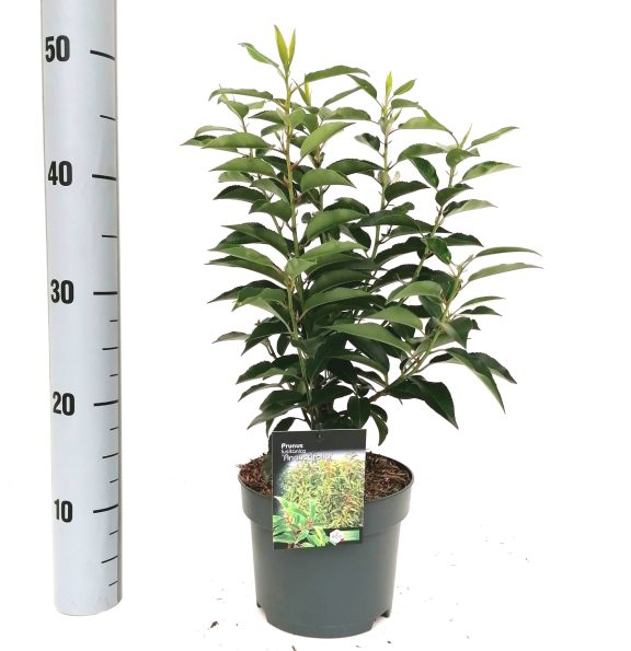 Prunus Lusitanica - Hedging - Windyridge Garden Centre