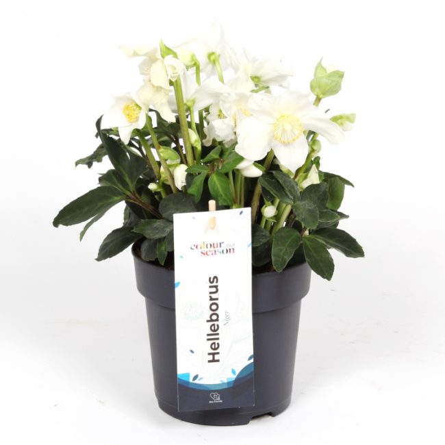 Helleborus niger Happy Day  1.5 Ltr pot