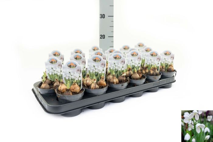 Galanthus Elwesii Beluga  P9 - Bedding - Windyridge Garden Centre