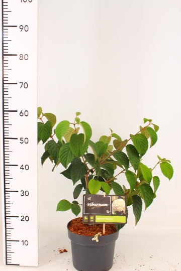 Viburnum plic. Popcorn  40-50 CM