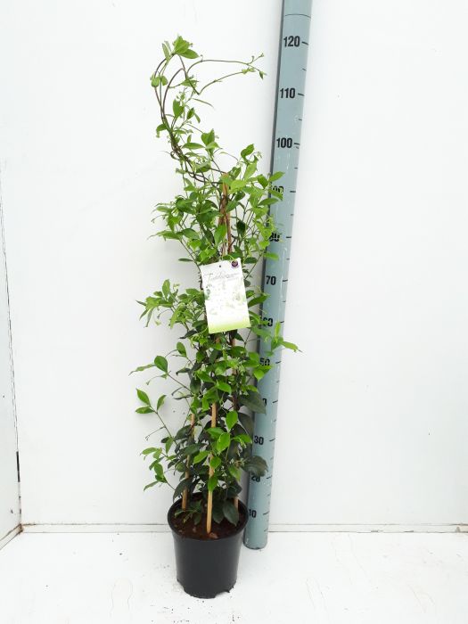 Trachelospermum Jasminoides - Climbers - Windyridge Garden Centre