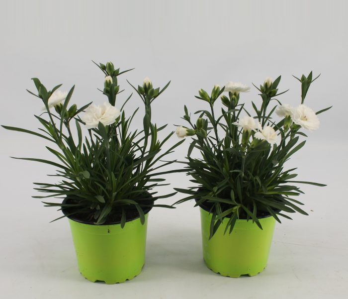 Dianthus white  P12