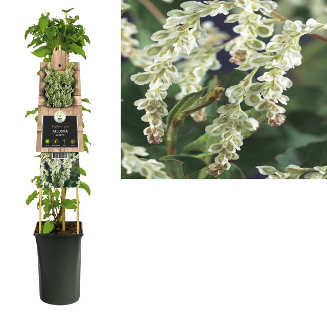 Fallopia Aubertii - Climbers - Windyridge Garden Centre