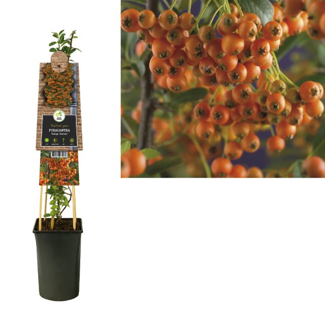 Pyracantha Orange Charmer - Climbers - Windyridge Garden Centre