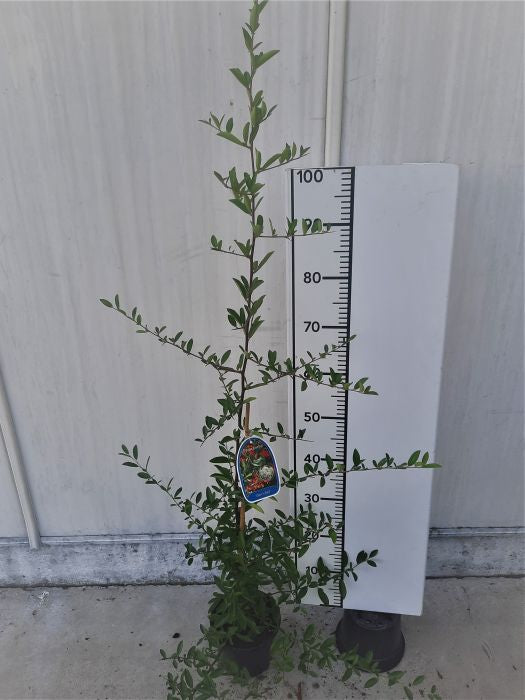 Pyracantha Dart S Red - Climbers - Windyridge Garden Centre