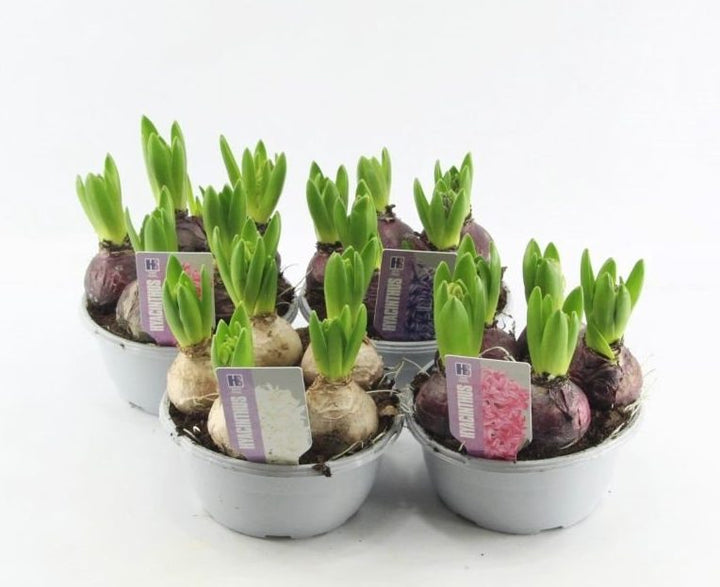 Hyacinthus Orie. Pearl White Bowl - Bedding - Windyridge Garden Centre