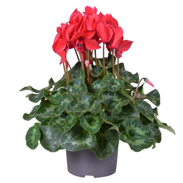 Cyclamen (F1) Red Or White  P13 - Bedding - Windyridge Garden Centre