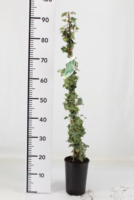 Hedera helix Glacier