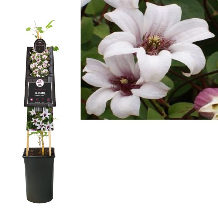 Clematis-Princess-Kate-Potted-2