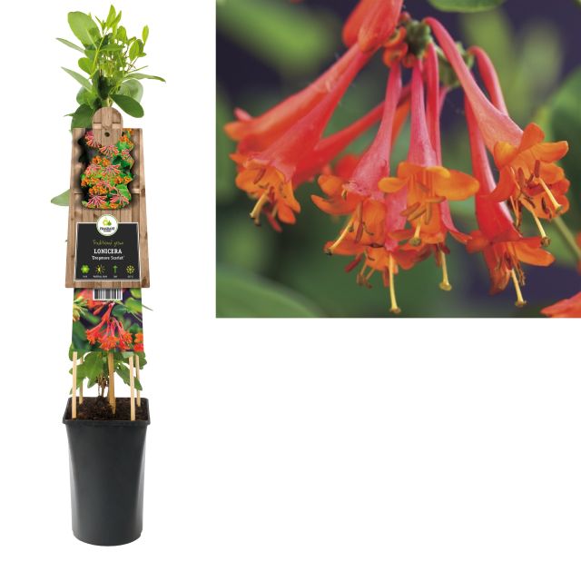 Lonicera Brownii Dropmore Scarlet  2 Ltr - Climbers - Windyridge Garden Centre
