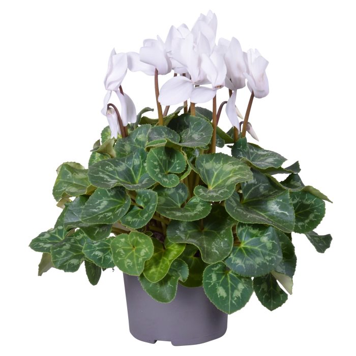 Cyclamen (F1) Red Or White  P13 - Bedding - Windyridge Garden Centre