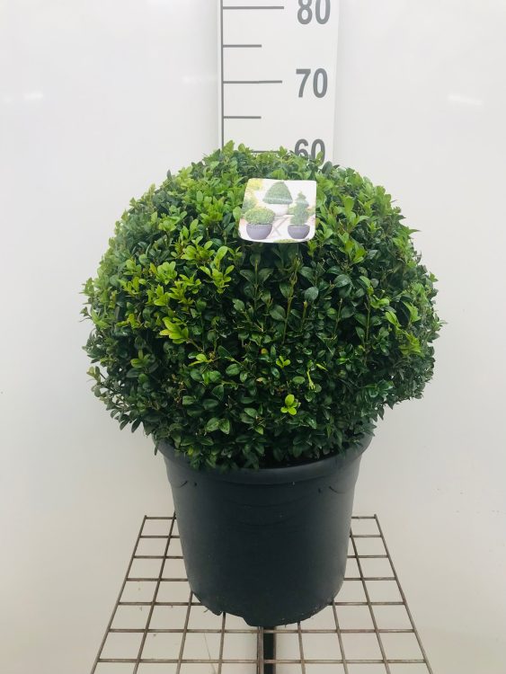 Buxus semp Ball 40-45cm