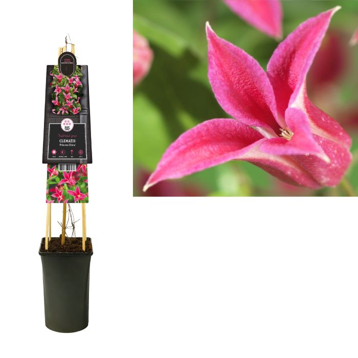 Clematis Princess Diana  S-pot(2,25 L)