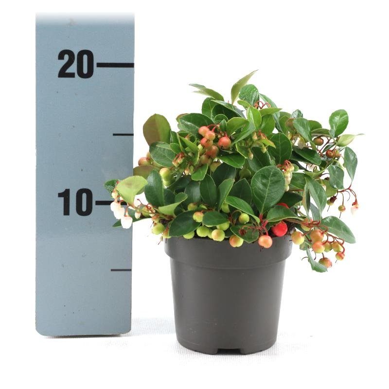 Gaultheria-proc.-Big-Berry-Potted