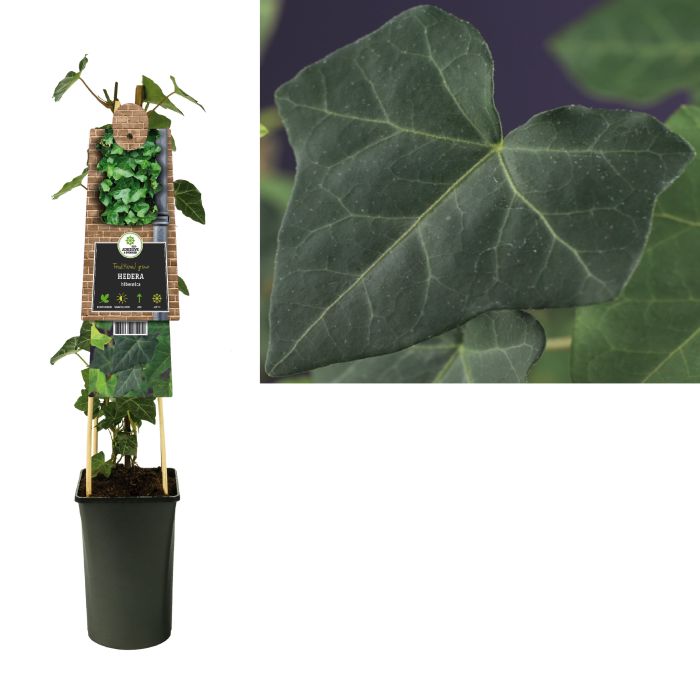 Hedera Hibernica (Irish Ivy) - Climbers - Windyridge Garden Centre