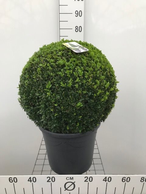 Buxus-semp-Ball-Potted-2