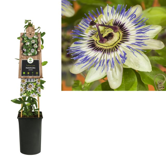 Passiflora Caerulea - Climbers - Windyridge Garden Centre