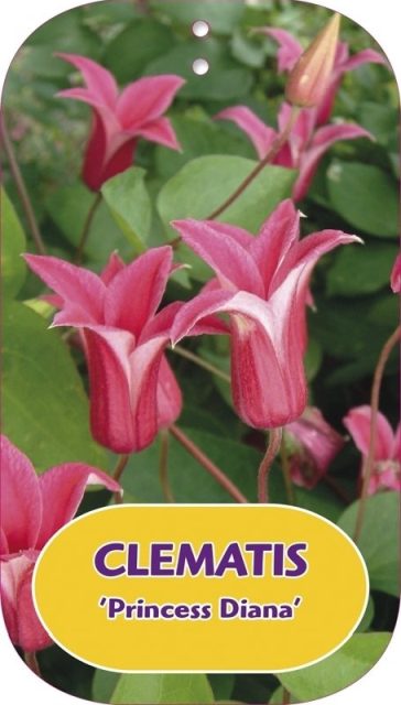 Clematis Princess Diana  S-pot(2,25 L)