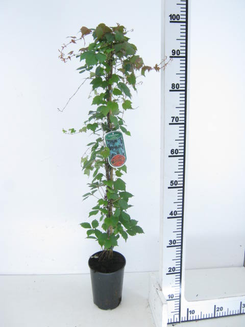 Parthenocissus tic. Veitchii