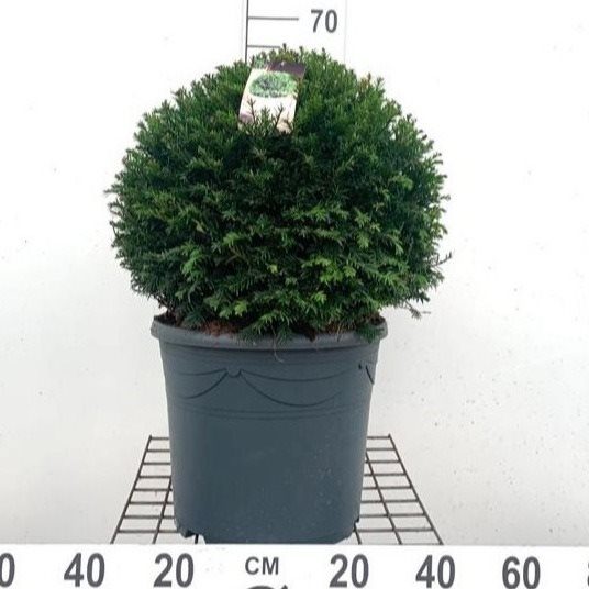 Taxus baccata 45CM Ball