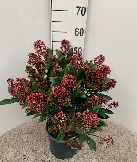 Skimmia-jap.-Rubella-Potted