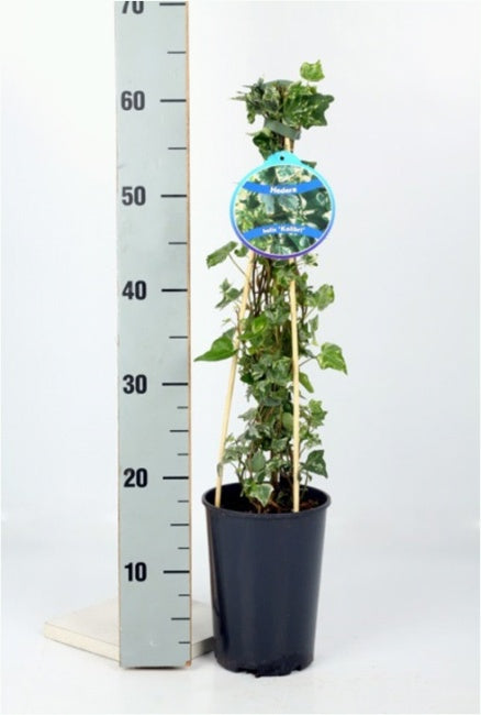 Hedera helix Kolibri