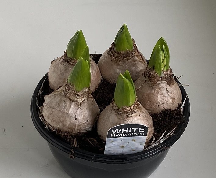 Hyacinthus Orie. Pearl White Bowl - Bedding - Windyridge Garden Centre