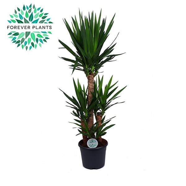 Yucca elephantipes  P29, 90+45+20+45+20