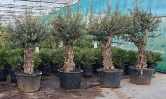 Olea Europaea  P85 - Grow Your Own - Windyridge Garden Centre