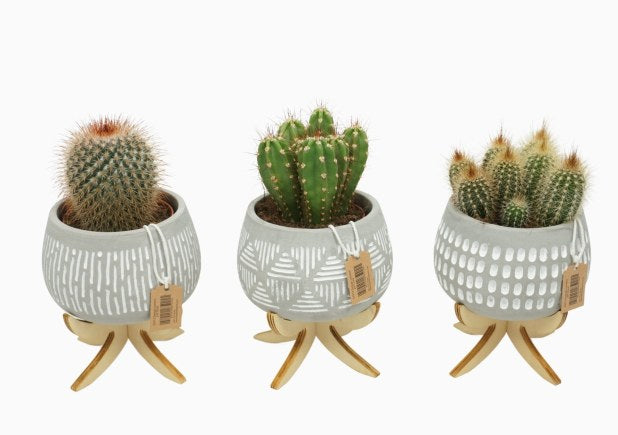 Cactus mix  11 cm Pot on Legs